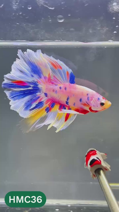 Multicolor Halfmoon Male Betta Fish | High Grade | Order Directly From Farm |  You Pick Fish |