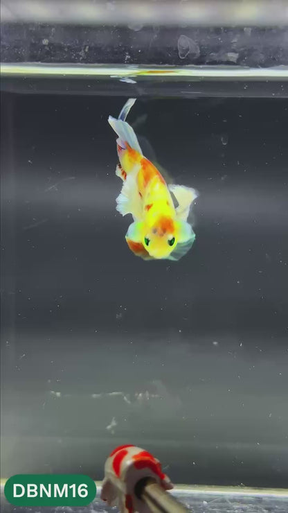 Dumbo Neno Neon Plakat Male Betta Fish | Neon Betta | You Pick Fish