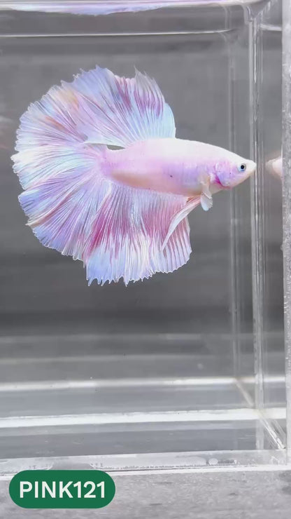 Pink Halfmoon Male Betta Fish | You Pick Fish | Order Directly From Farm