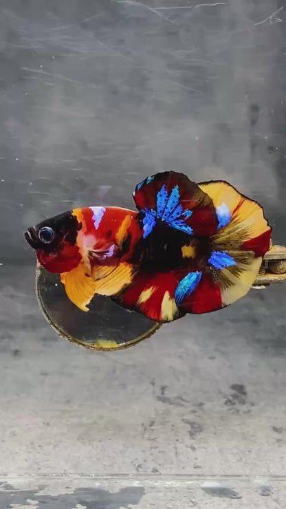 Multicolor Plakat Male Betta Fish |Show Grade|  You Pick Fish
