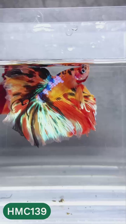 Multicolor Halfmoon Male Betta Fish | High Grade | Order Directly From Farm |  You Pick Fish |