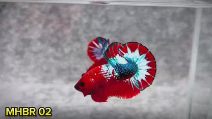 Hellboy Plakat Male Betta Fish | Order Directly From Farm | You Pick Fish