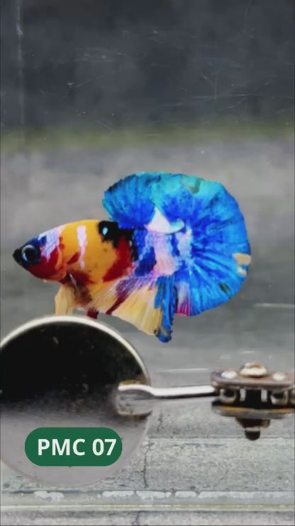 Multicolor Plakat Male Betta Fish |Show Grade|  You Pick Fish