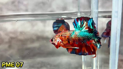 Metallic Plakat Betta Fish | You Pick Betta | Show Grade