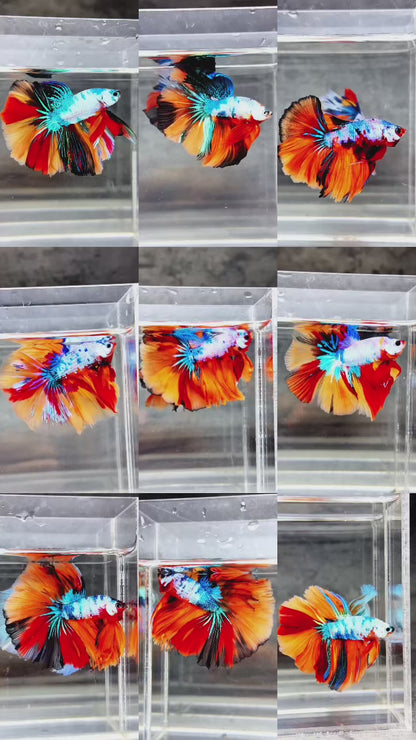 Koi Candy Nemo Halfmoon Male Betta Fish | Premium Mystery Betta