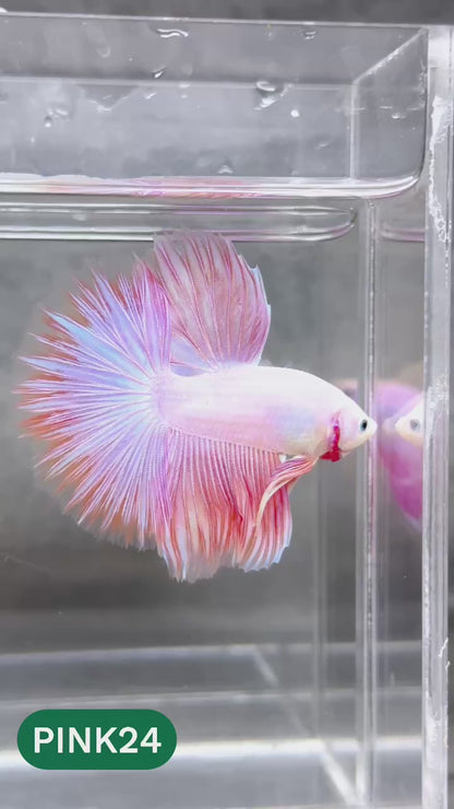 Pink Halfmoon Male Betta Fish | You Pick Fish | Order Directly From Farm