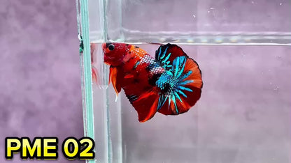 Metallic Plakat Betta Fish | You Pick Betta | Show Grade