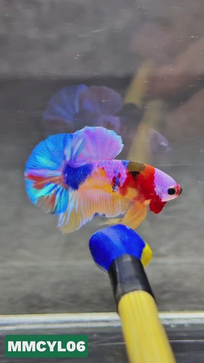 Multicolor Yellow Base Plakat Male Betta Fish | Order Directly From Farm|  You Pick Fish