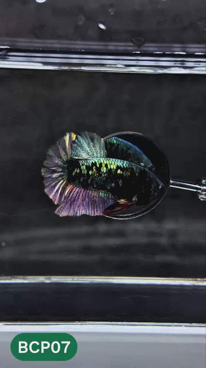 Black Panther Plakat Male Betta Fish | You Pick Fish | Rare Betta