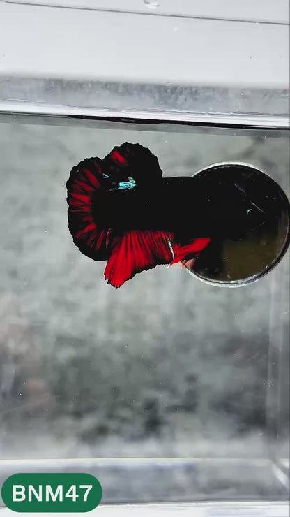 Dark Flame Hellfire Plakat Male Betta Fish | You Pick Fish | Rare Betta