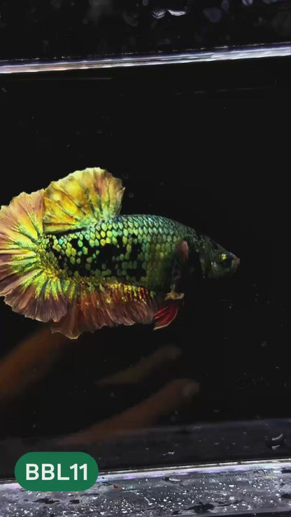 Black Panther Plakat Male Betta Fish | You Pick Fish | Rare Betta