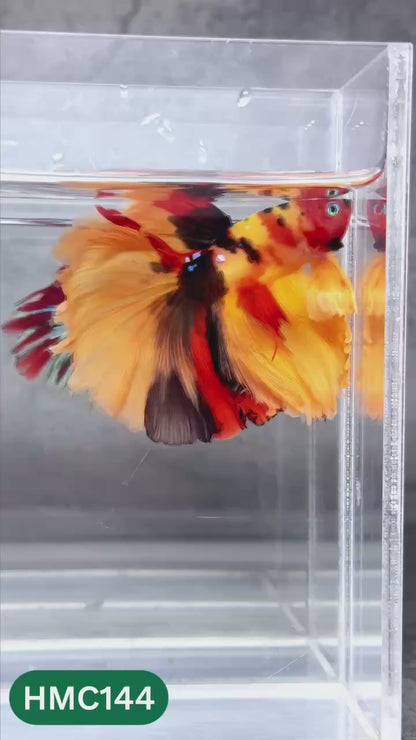 Multicolor Halfmoon Male Betta Fish | High Grade | Order Directly From Farm |  You Pick Fish |