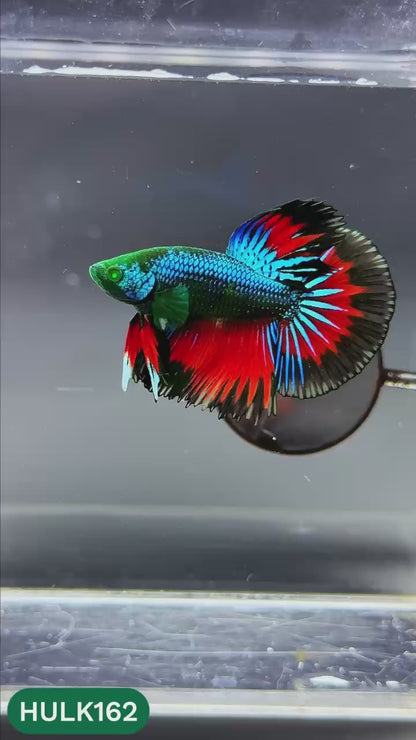 Black Hulk Halfmoon Male Betta Fish | You Pick Fish