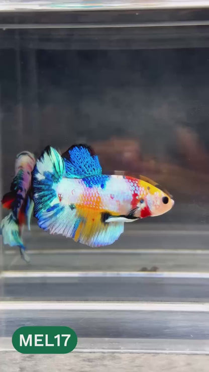 Metallic Plakat Betta Fish | You Pick Betta | Show Grade