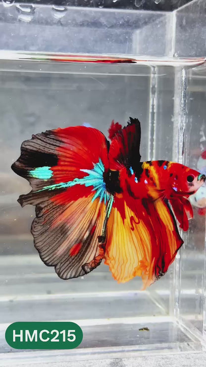 Multicolor Halfmoon Male Betta Fish | Order Directly From Farm | You Pick Fish
