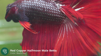 Red Copper Halfmoon Male Betta