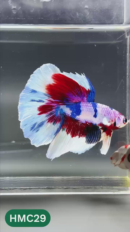 Multicolor Halfmoon Male Betta Fish | High Grade | Order Directly From Farm |  You Pick Fish |