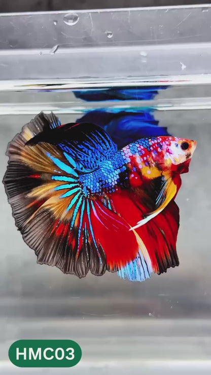 Multicolor Halfmoon Male Betta Fish | High Grade | Order Directly From Farm |  You Pick Fish |