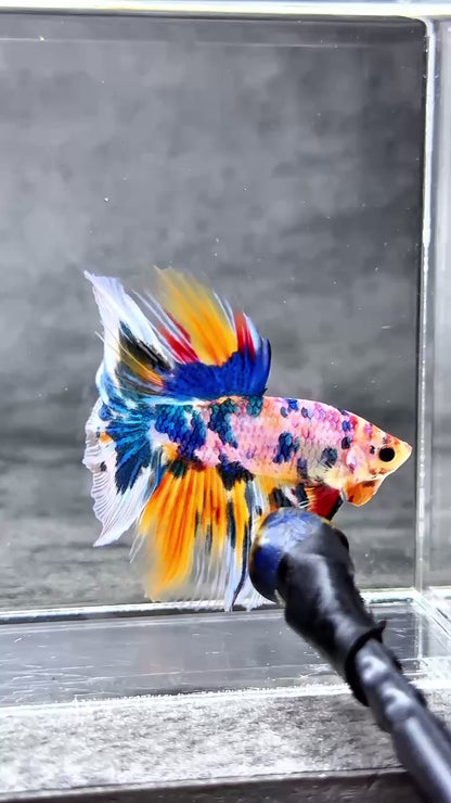 Multicolor Halfmoon Male Betta Fish | High Grade | Order Directly From Farm |  You Pick Fish |
