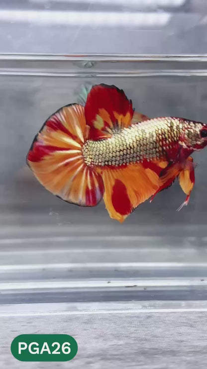 King Giant Plakat Male Betta Fish | You Pick Fish | High Grade