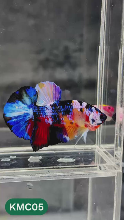 Multicolor Yellow Base Plakat Male Betta Fish | Order Directly From Farm |  You Pick Fish