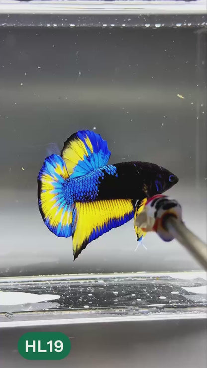 Dark Flame Hellfire Plakat Male Betta Fish | You Pick Fish | Exotic Betta