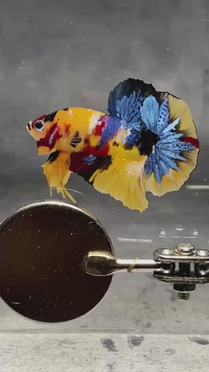 Multicolor Plakat Male Betta Fish |Show Grade|  You Pick Fish