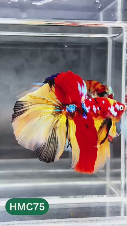 Nemo Halfmoon Male Betta Fish | Order Directly From Farm | You Pick Fish