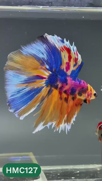 Multicolor Halfmoon Male Betta Fish | Order Directly From Farm | You Pick Fish