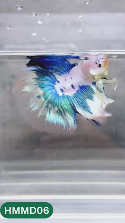 Blue Marble Dot Halfmoon Male Betta Fish | Order Directly From Farm | You Pick Fish
