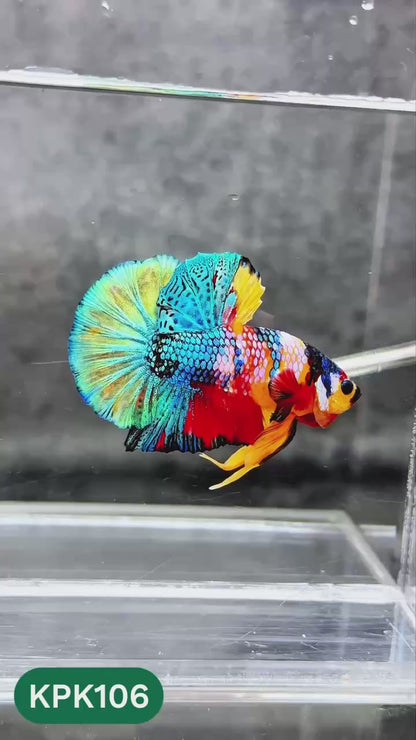 Multicolor Yellow Base Plakat Male Betta Fish | Order Directly From Farm |  You Pick Fish