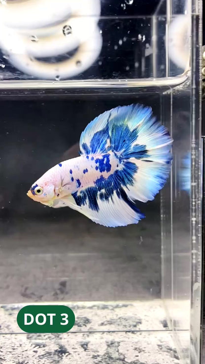 Blue Marble Dot Halfmoon Male Betta Fish | Order Directly From Farm | You Pick Fish