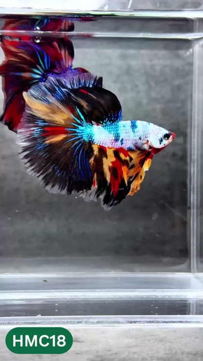 Multicolor Halfmoon Male Betta Fish | High Grade | Order Directly From Farm |  You Pick Fish |