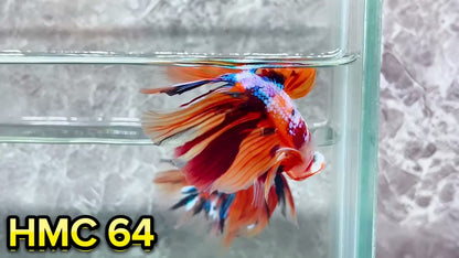 Multicolor Halfmoon Male Betta Fish | High Grade | Order Directly From Farm|  You Pick Fish |