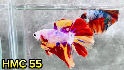 Multicolor Halfmoon Male Betta Fish | High Grade | Order Directly From Farm|  You Pick Fish |