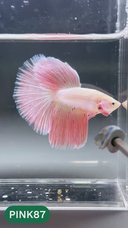 Pink Halfmoon Male Betta Fish | You Pick Fish | Order Directly From Farm