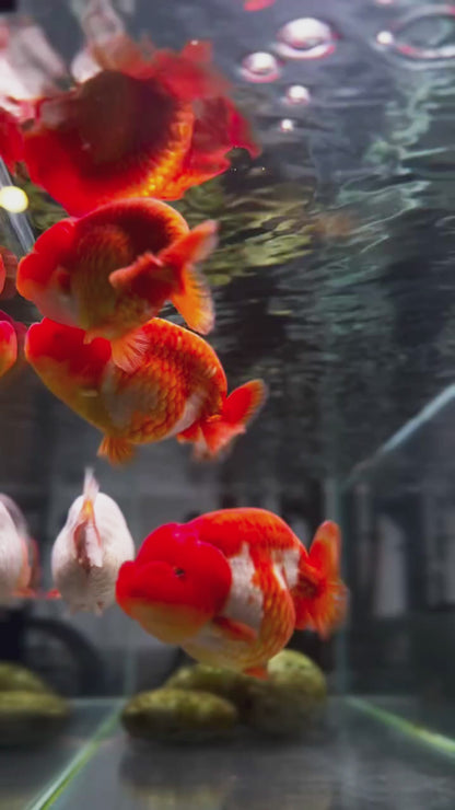 Red And White Double Chin Chubby Face Ranchu Goldfish | Grower Pick