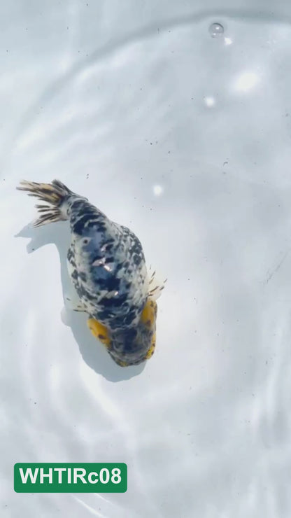 Pearl White Tiger Calico Ranchu Goldfish | You Pick Fish