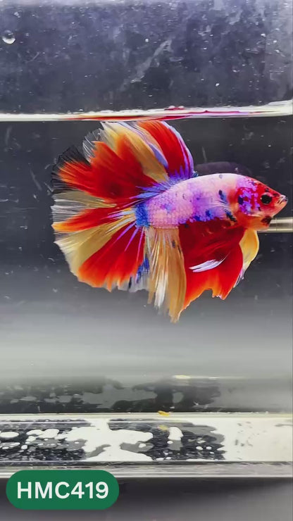 Nemo Halfmoon Male Betta Fish | Order Directly From Farm | You Pick Fish