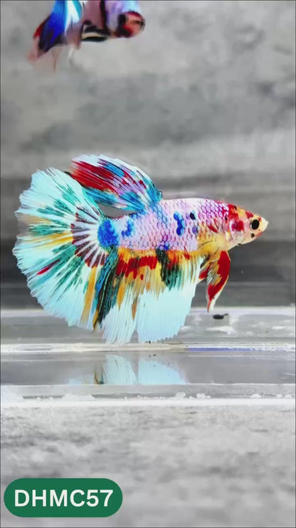 Multicolor Halfmoon Male Betta Fish | Order Directly From Farm | You Pick Fish