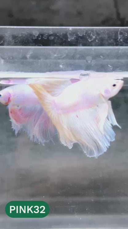 Pink Halfmoon Male Betta Fish | You Pick Fish | Order Directly From Farm