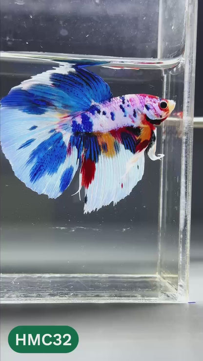 Multicolor Halfmoon Male Betta Fish | High Grade | Order Directly From Farm |  You Pick Fish |