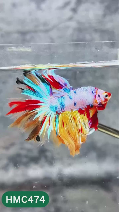 Multicolor Halfmoon Male Betta Fish | High Grade | Order Directly From Farm |  You Pick Fish |