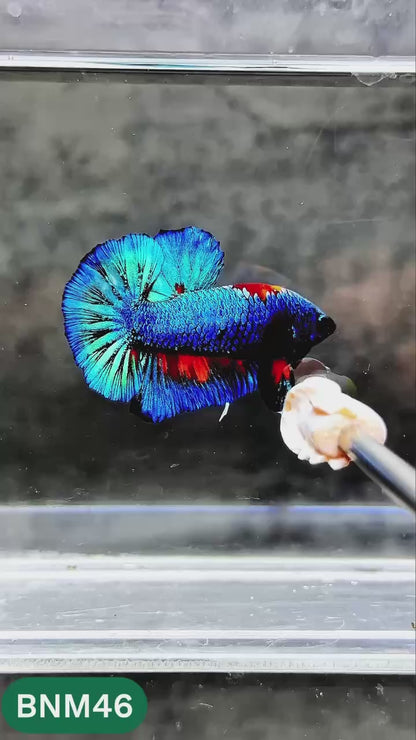 Dark Flame Hellfire Plakat Male Betta Fish | You Pick Fish | Rare Betta