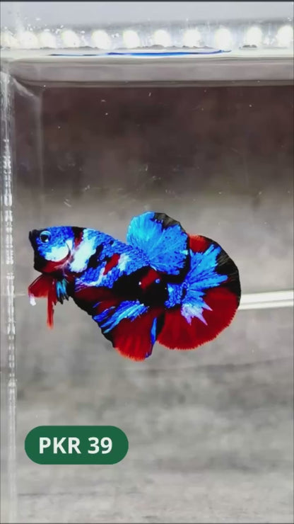 Multicolor Yellow Base Plakat Male Betta Fish | Order Directly From Farm |  You Pick Fish