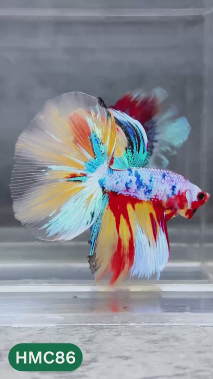 Multicolor Halfmoon Male Betta Fish | Order Directly From Farm | You Pick Fish