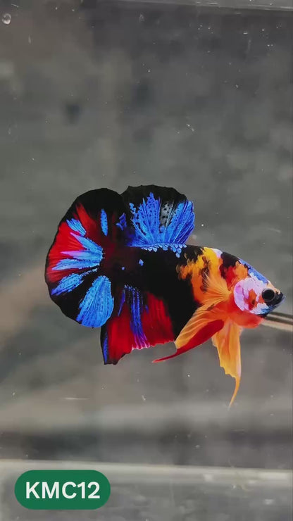 Multicolor Yellow Base Plakat Male Betta Fish | Order Directly From Farm |  You Pick Fish