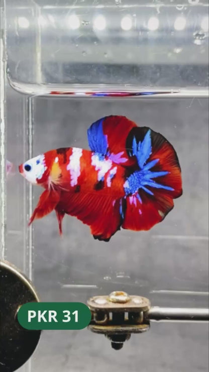 Multicolor Yellow Base Plakat Male Betta Fish | Order Directly From Farm |  You Pick Fish