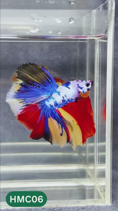 Multicolor Halfmoon Male Betta Fish | Order Directly From Farm | You Pick Fish