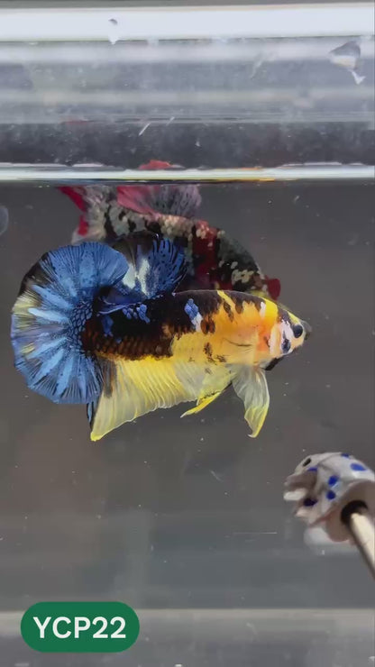 Koi Yellow Plakat Male Betta Fish | Show Grade | You Pick Fish